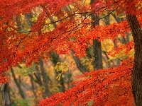 Czerwone, Jesień, Las, Drzewa
