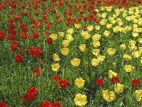 Żółte, Czerwone, Tulipany
