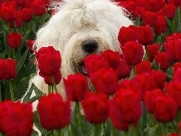Czerwone, Biały, Pies, Tulipany