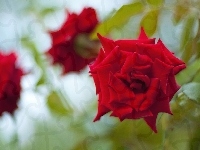 Róże, Czerwone, Rozeta