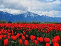 Tulipany, Czerwone, Góry