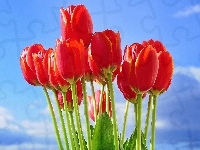 Tulipany, Czerwone, Niebo