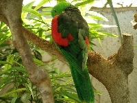 Zielona, Czerwono, Papuga