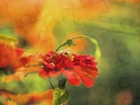 Kwiatuszek, Czerwony, Pszczoła
