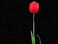 Samotny, Czerwony, Tulipan