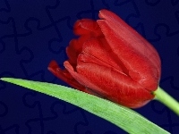 Tulipan, Czerwony, Liść