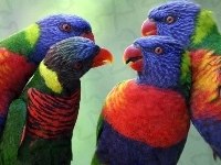 Kolorowe, Cztery, Papugi