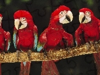 Papugi, Cztery, Drzewo