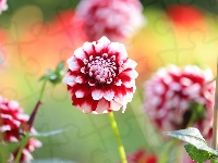 Kwiat, Biało-czerwona, Dalia