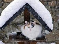 Daszek, Kot, Zima, Śnieg