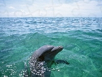 Woda, Ocean, Delfin