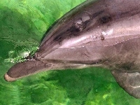 Zielona, Delfin, Woda