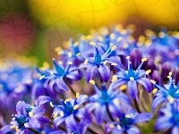 Niebieskie, Delikatne, Kwiatuszki