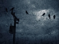 Szyba, Deszcz, Ptaki