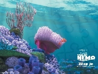 dno, rafa, Gdzie Jest Nemo