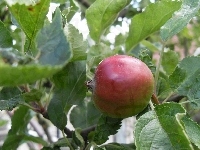Jabłko, Dojrzewające, Drzewo