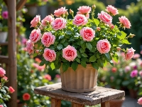 Donica, Róże, Kwiaty