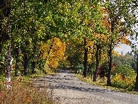Droga, Śląsk, Jesień, Dolny, Dom, Drzewa