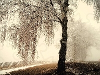 Droga, Ośnieżone, Drzewa, Zima