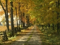 Droga, Jesień, Dzewa, Park