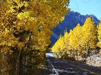 Droga, Jesień, Góry, Drzewa