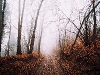 Las, Droga, Mgła Drzewo, Jesień, Drzewa, Gęsta