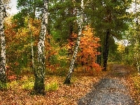 Droga, Brzozy, Jesień, Las, Drzewa