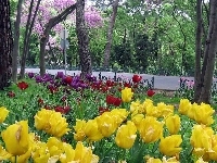 Droga, Tulipany, Wiosna, Park, Kwitnące