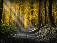Droga, Las, Drzewa, Przebijające światło