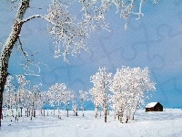 Śnieg, Białe, Drzewa, Domek