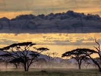 Chmura, Drzewa, Tanzania