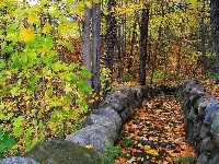 Drzewa, Jesień, Las, Ścieżka, Liście