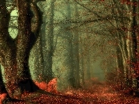 Drzewa, Las, Mgła, Jesień, Droga, Liście