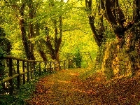 Drzewa, Las, Jesień, Ścieżka