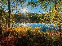 Drzewa, Słońca, Jesień, Jezioro, Promienie