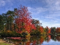 Drzewa, Jesień, Kolorowe, Jeziorko