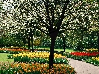 Drzewa, Park, Tulipany, Wiosenny, Kwitnące, Kolorowe