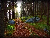 Ścieżka, Las, Drzewa, Kamienie