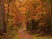 Jesień, Drzewa, Las, Liście, Ścieżka