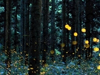 Las, Drzewa, Światełka