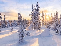 Słońce, Ośnieżone, Zima, Drzewa, Śnieg, Las