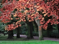 Drzewa, Czerwone, Liście, Park