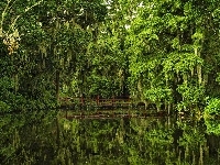 Most, Drzewa, Ogród Botaniczny, Południowa Karolina, Staw