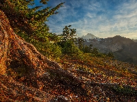 Jesień, Góry Kaskadowe, Korzenie, Stany Zjednoczone, Drzewa, Mount Baker, Stan Waszyngton