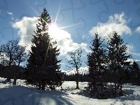 Drzewa, Słońce, Śnieg, Zima