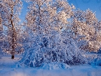 Śnieg, Drzewa, Zima