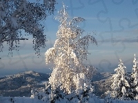 Drzewa, Zima, Ośnieżone, Góry