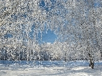Drzewa, Pięknie, Oszronione, Śnieg