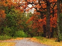 Drzewa, Jesień, Park, Alejki