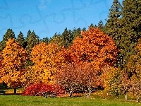 Drzewa, Jesień, Park, Ławka